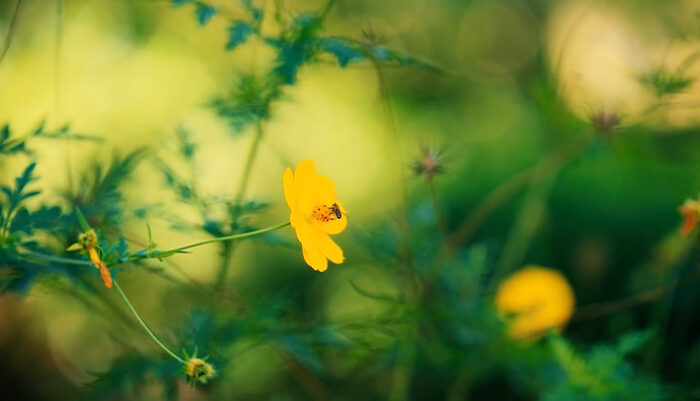 A Bee On A Yellow Flower